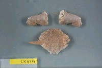 藏品(武裝筐形蟹)的圖片
